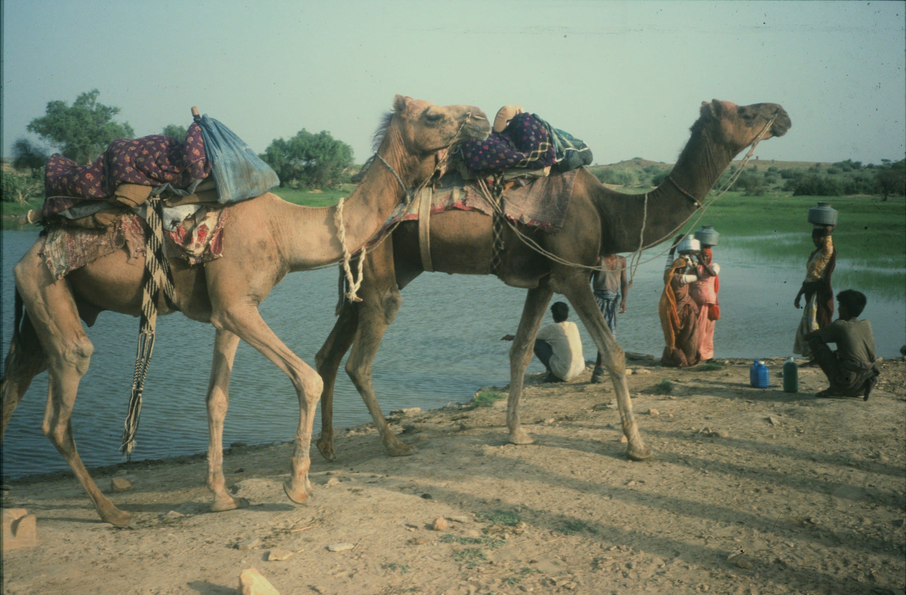 Camels and women carrying water beside a green pond in rural Rajasthan